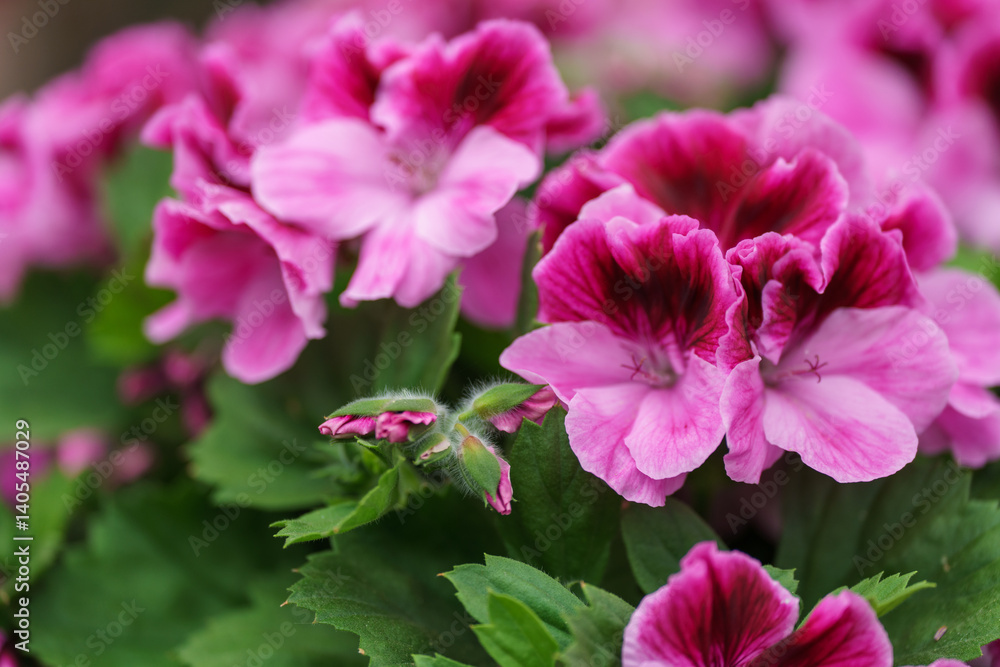 Beautiful spring flowers on a defocused background Beautiful spring flowers on a defocused background