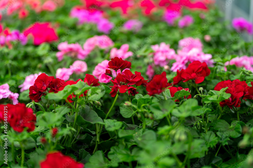 Beautiful spring flowers on a defocused background Beautiful spring flowers on a defocused background