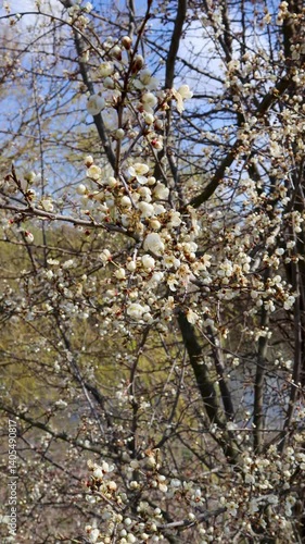 Wallpaper Mural White flowers blooming on plum tree branches in spring Torontodigital.ca