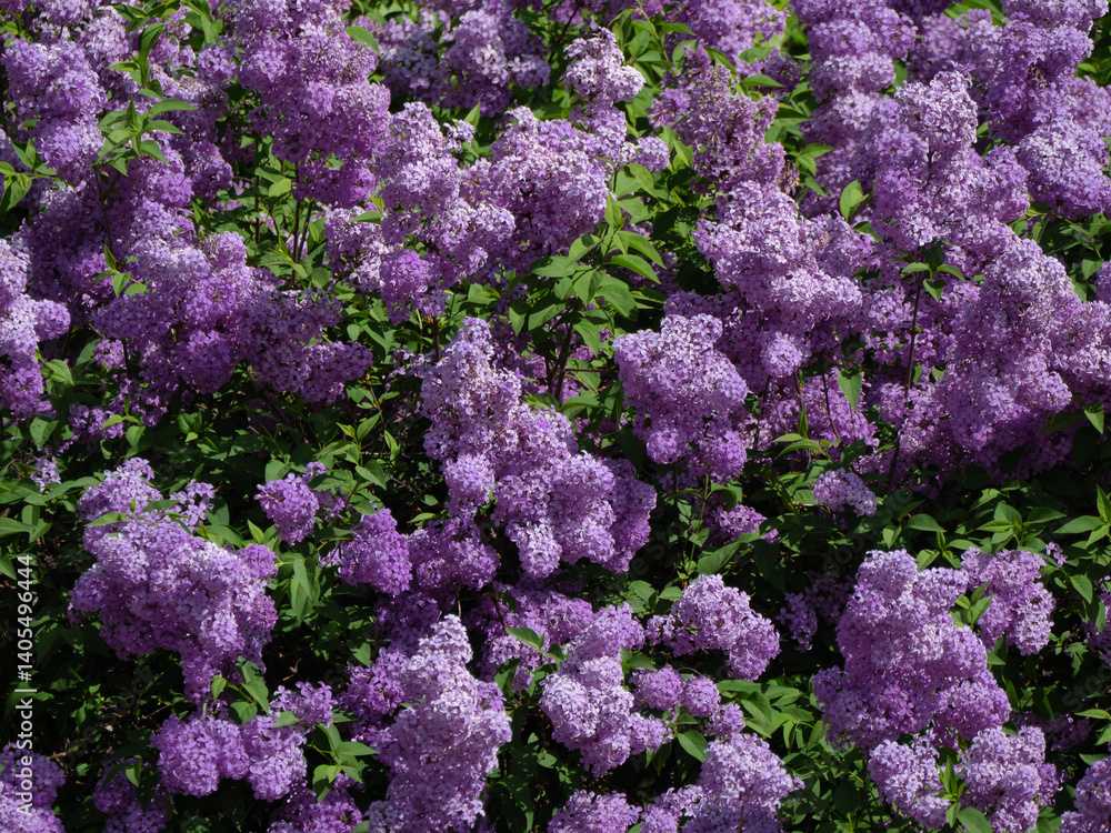 Buisson de lilas en pleine floraison, vue rapprochée, printemps, fleurs violettes denses sur feuillage vert, arbuste adulte de plusieurs années Buisson de lilas en pleine floraison, vue rapprochée, printemps, fleurs violettes denses sur feuillage vert, arbuste adulte de plusieurs années