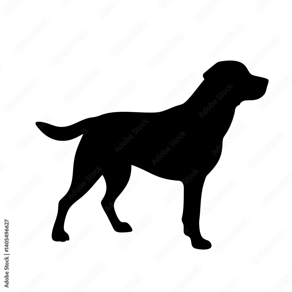 Labrador Retriever Dog collection silhouette black vector on white background. labrador retriever dog silhouette in different positions isolated on white background. Labrador Retriever Dog collection silhouette black vector on white background. labrador retriever dog silhouette in different positions isolated on white background.