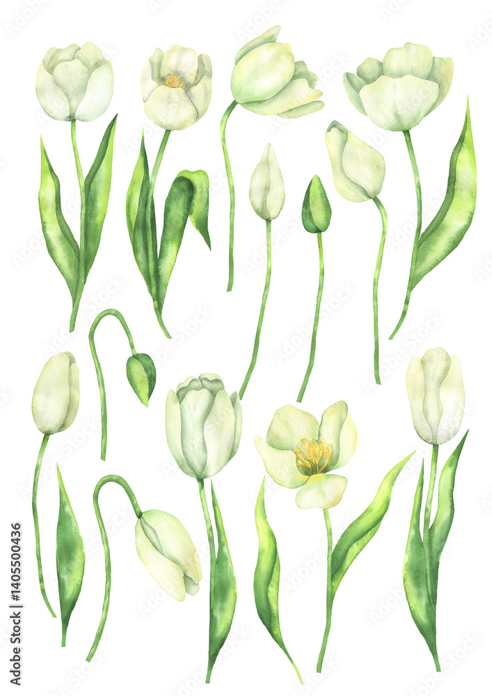 Obraz premium Watercolor set of white tulips