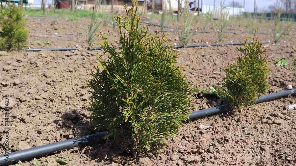 Young thuja occidentalis growing near a drip irrigation system in a field Young thuja occidentalis growing near a drip irrigation system in a field