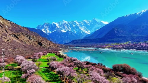 4k Video Peach Blossoms Bloom Beneath Namcha Barwa Mountain Creating a Dreamlike Landscape in Nyingchi Tibet