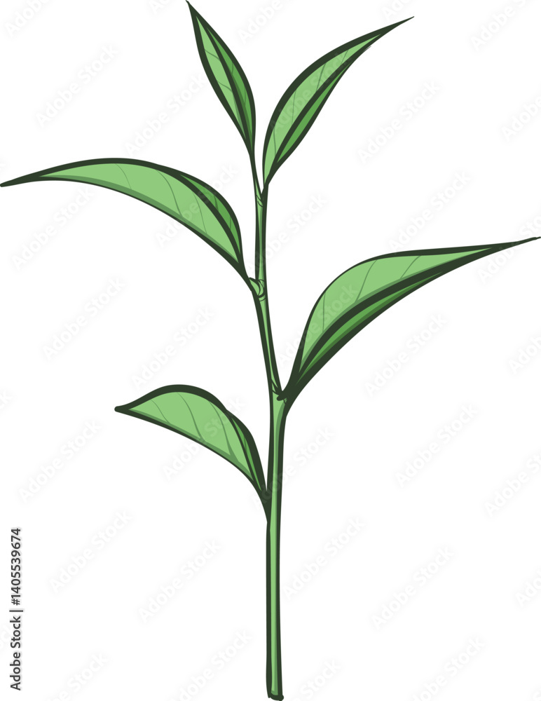 Fototapeta premium green plant isolated on white
