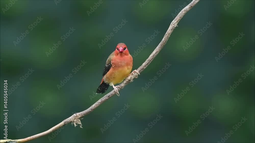 4k Video of Wild Birds Showcasing Stunning Red Avadavat Observations in Natural Habitat 4k Video of Wild Birds Showcasing Stunning Red Avadavat Observations in Natural Habitat