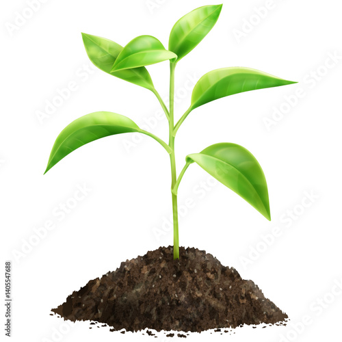 young plant growing from soil