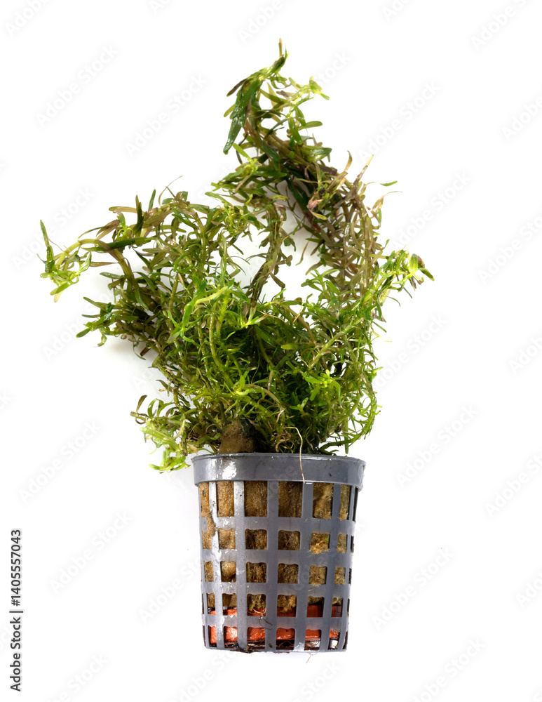 rotala wallichii in studio