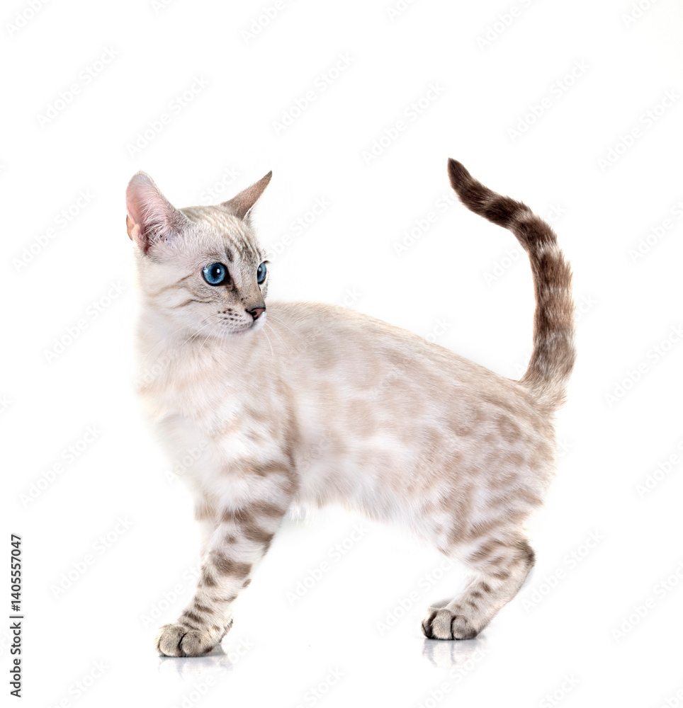 bengal kitten in studio