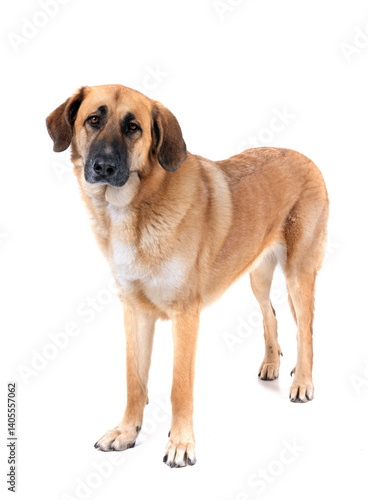 Obraz na płótnie Spanish Mastiff in studio w salonie