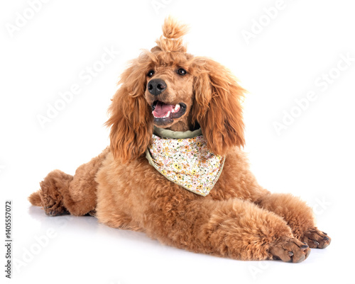 Obraz na płótnie standard poodle in studio w salonie