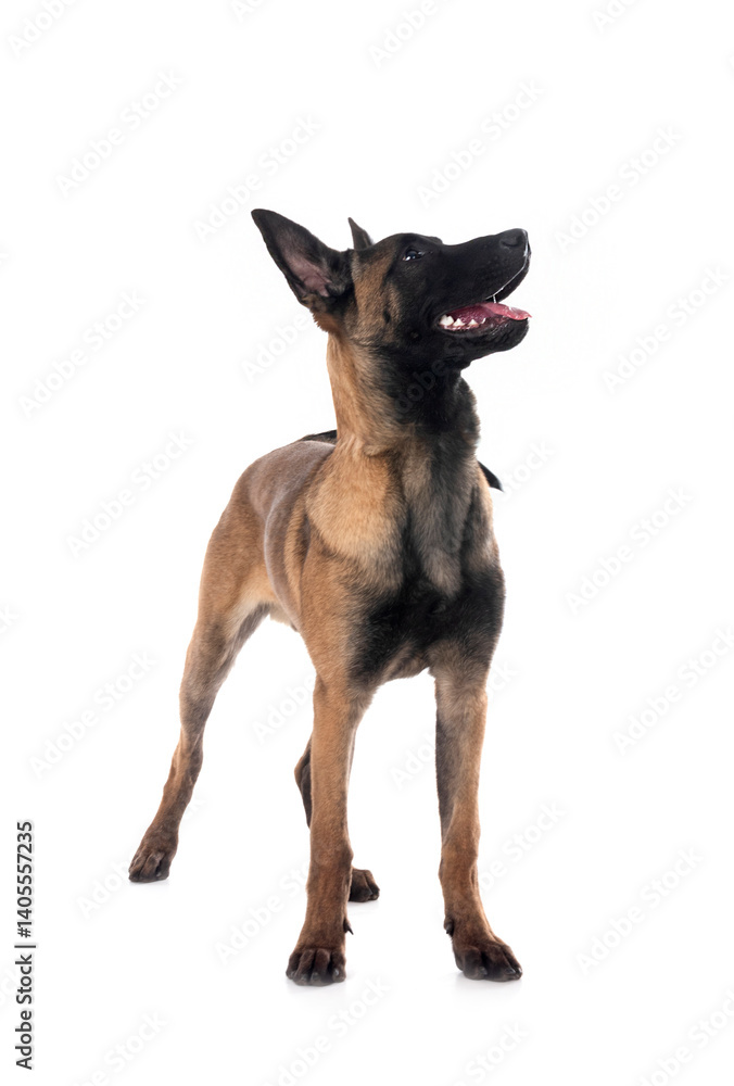 young malinois in studio
