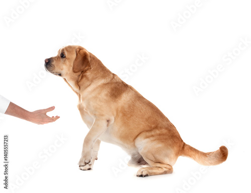 adult labrador retriever