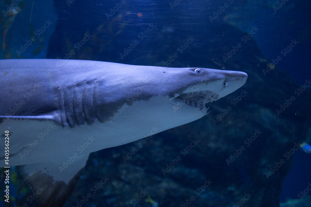 Fototapeta premium the crystal clear transparent tunnel of an aquarium a white shark swims silently beneath the sea among surrounded by shimmering school of fish