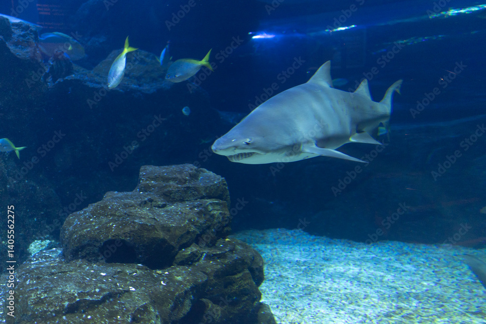 Fototapeta premium the crystal clear transparent tunnel of an aquarium a white shark swims silently beneath the sea among surrounded by shimmering school of fish