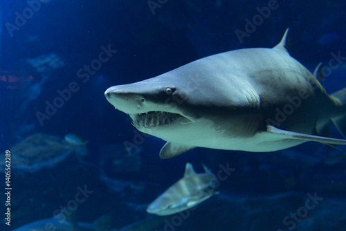 the crystal clear transparent tunnel of an aquarium a white shark swims silently beneath the sea among surrounded by shimmering school of fish