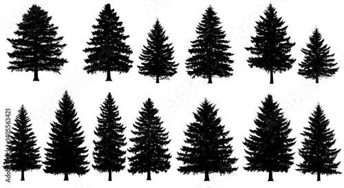 Create Evergreen Silhouettes with Transparent Backgrounds for Design Projects