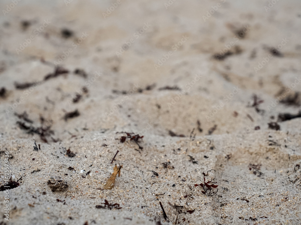 Close-up of beach sand with seaweed and debris Close-up of beach sand with seaweed and debris