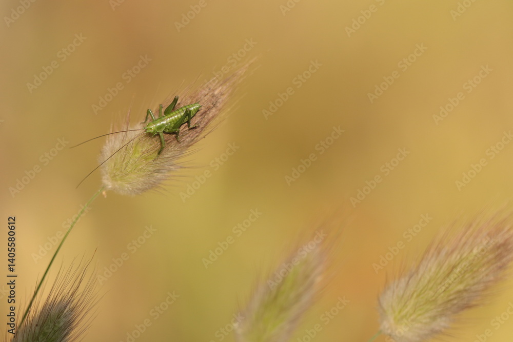Fototapeta premium un piccolo grillo su un fiore