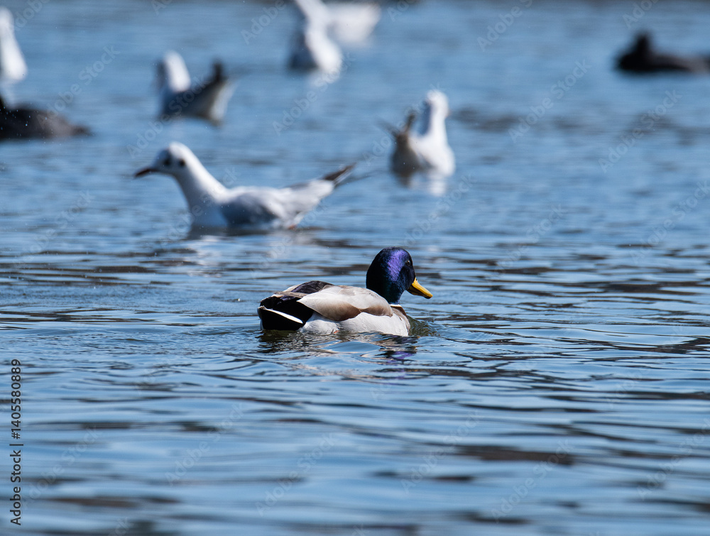 Fototapeta premium ducks on the water
