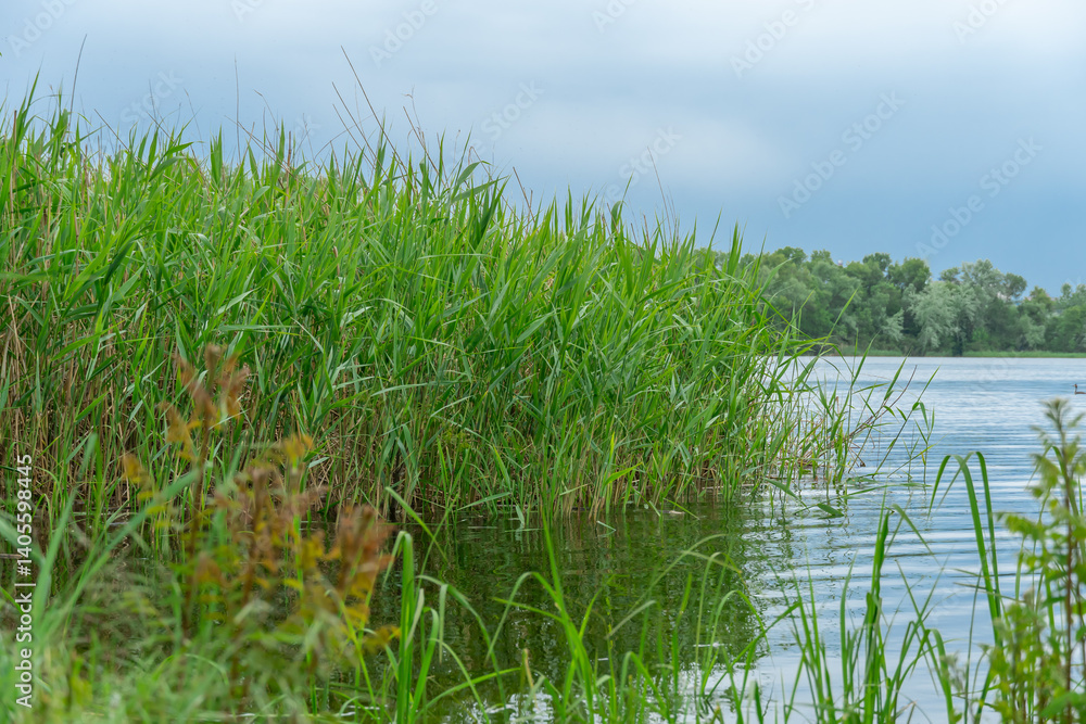 Fototapeta premium Green reeds with spring view on picturesque river on natural park. Trees and plants water edge with green rivershore. Landscape with lush foliage and dense grove near water. Atmospher in reserve.