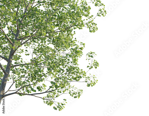 Cedrus libani tree corner 4k png cutout png transparent
