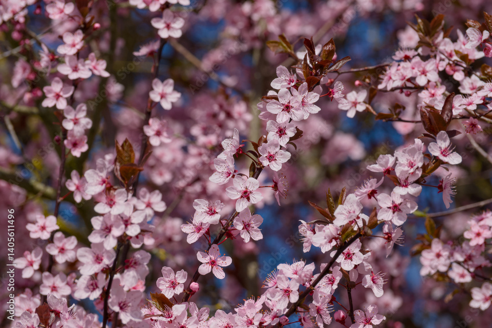 Prunus cerasifera Pissardii blooming twig on a sunny spring day Prunus cerasifera Pissardii blooming twig on a sunny spring day