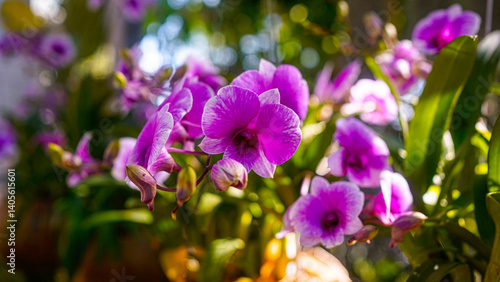 Close-up of a blooming Dendrobium orchid in a tropical garden.