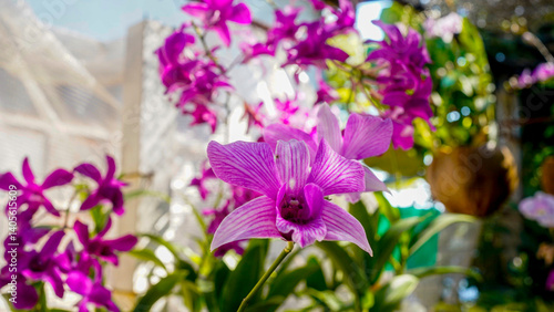 Close-up of a blooming Dendrobium orchid in a tropical garden.
