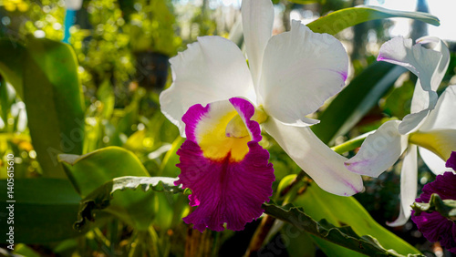 Beautiful pink flower of the Orquidea Cattleya trianae enchanting the garden