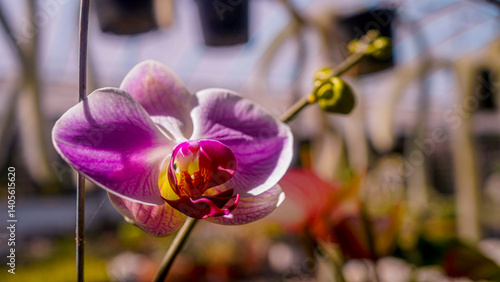 Close-up of a blooming Dendrobium orchid in a tropical garden.