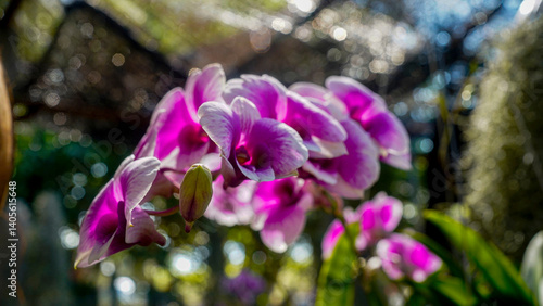 Close-up of a blooming Dendrobium orchid in a tropical garden.