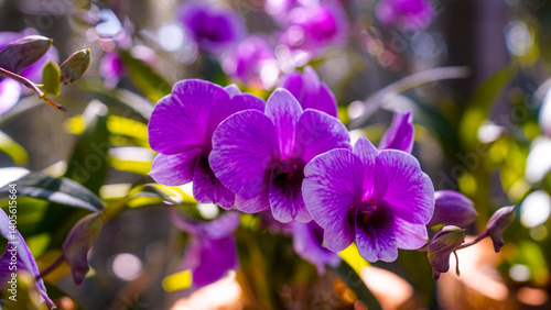 Close-up of a blooming Dendrobium orchid in a tropical garden.
