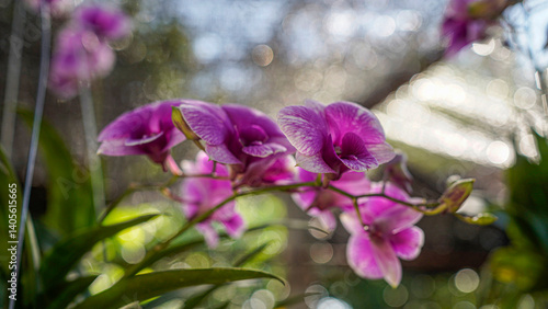 Close-up of a blooming Dendrobium orchid in a tropical garden.
