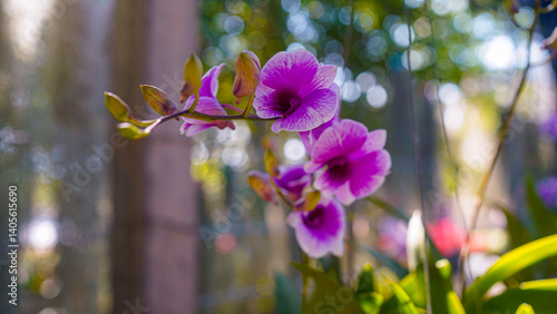 Close-up of a blooming Dendrobium orchid in a tropical garden.