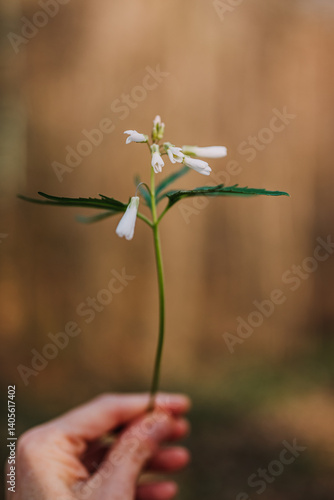 Indiana native Cutleaf Toothwort (Dentaria Laciniata) white woodland flower  in hand