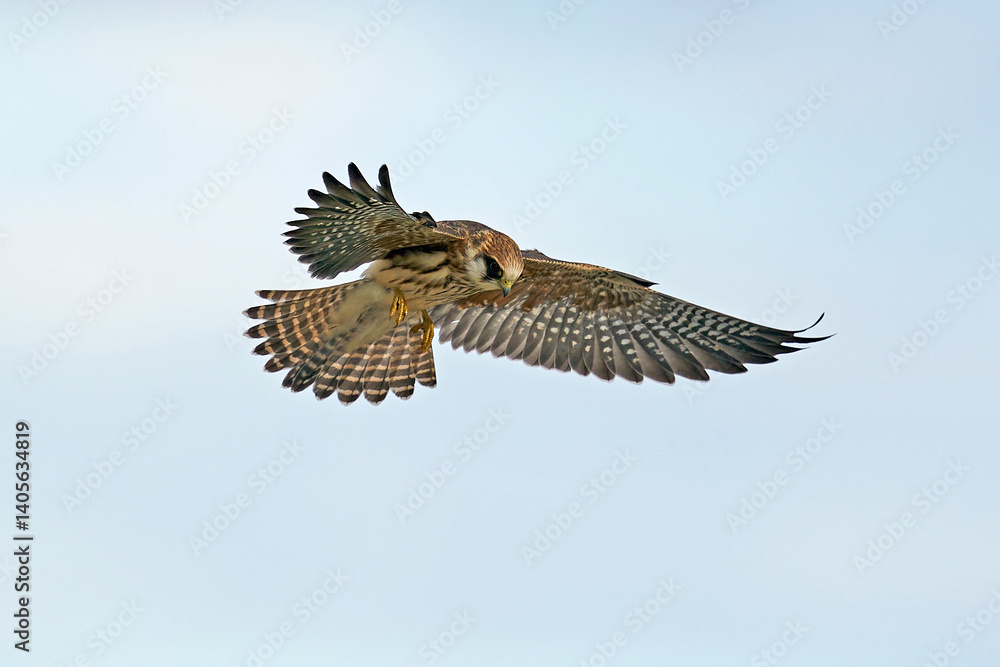 Fototapeta premium Red-footed falcon (Falco vespertinus)