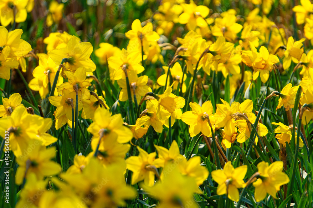 Fototapeta premium Blooming narcissus in the spring garden