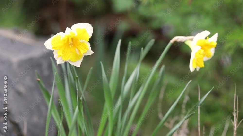 daffodils moving in wind with blurred background daffodils moving in wind with blurred background