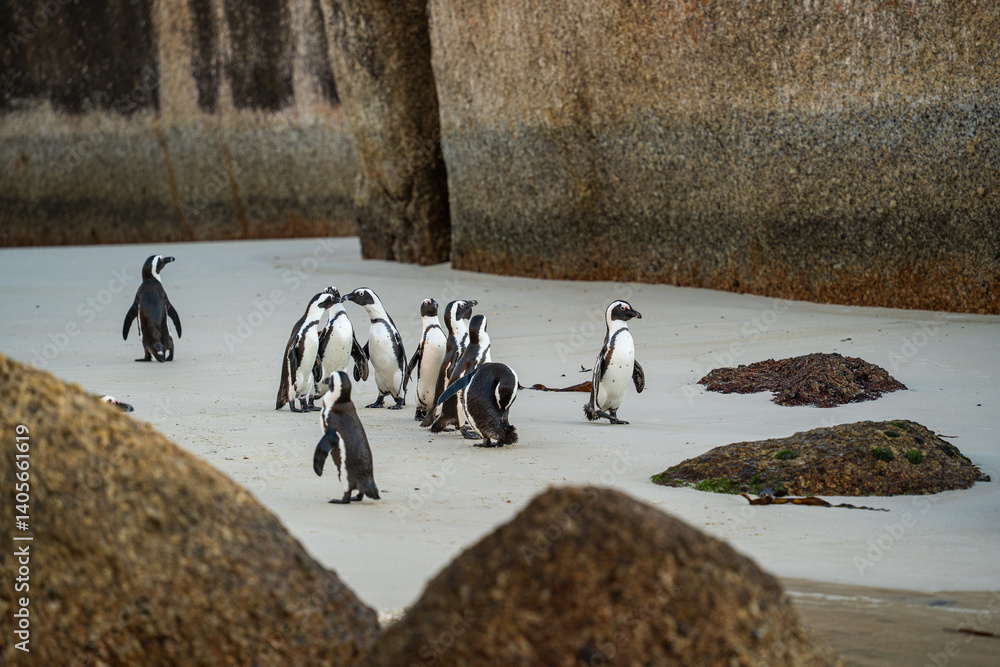 Naklejka premium African Penguins - sunrise at Boulders Beach Cape Town. The perfect day trip tourist activity in the 