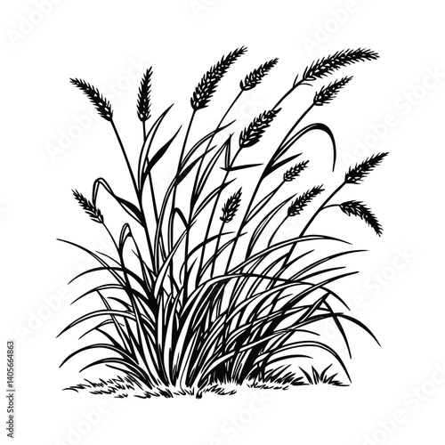 Botanical Sketch of Wild Grass in Bloom