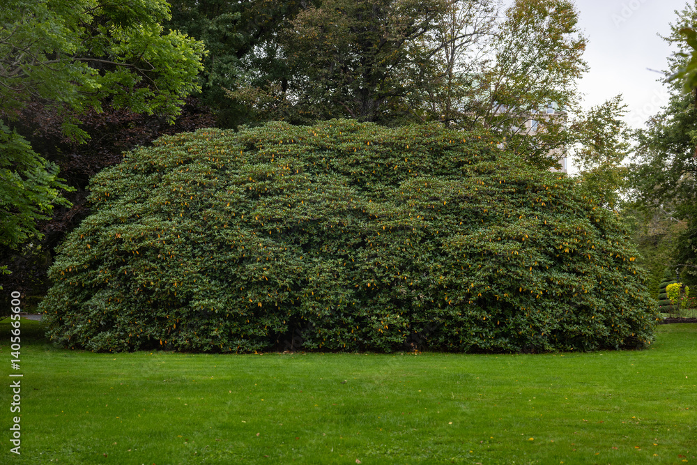 Obraz premium Photo of huge green rhododendron bush in Halifax, NS Public Gardens. Not blooming