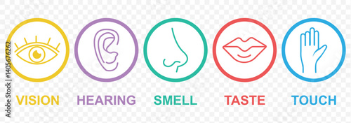 Human senses 5 five types. Vision through eye, smell with nose, taste with tongue line icon set. ENT Otolaryngologist ophthalmologist. Vector illustration on Transparent background