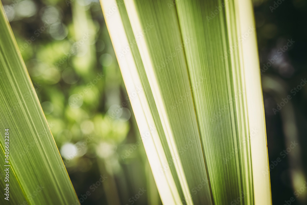Close up sur des nervures de feuilles de plante verte avec une belle lumière en transparence - Arrière plan verdure flou design