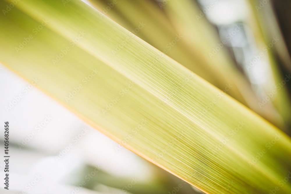 Close up sur des nervures de feuilles de plante verte avec une belle lumière en transparence - Arrière plan verdure flou design