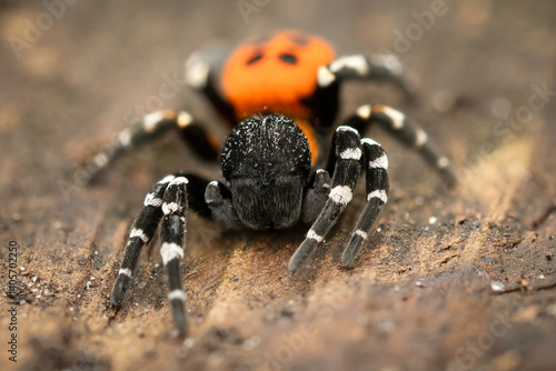 Konstfotografi Ladybird spider (Eresus sandaliatus), male, Belgium