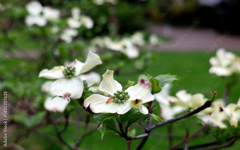 Fototapeta premium Blumen-Hartriegel-Zweig im Frühling