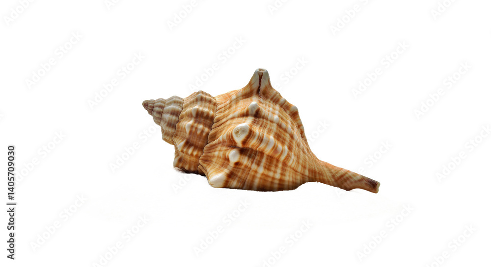 Sea Shell in Sand Pile Isolated PNG Side View - Beach Nature Element Graphic White Background Sea Shell in Sand Pile Isolated PNG Side View - Beach Nature Element Graphic White Background