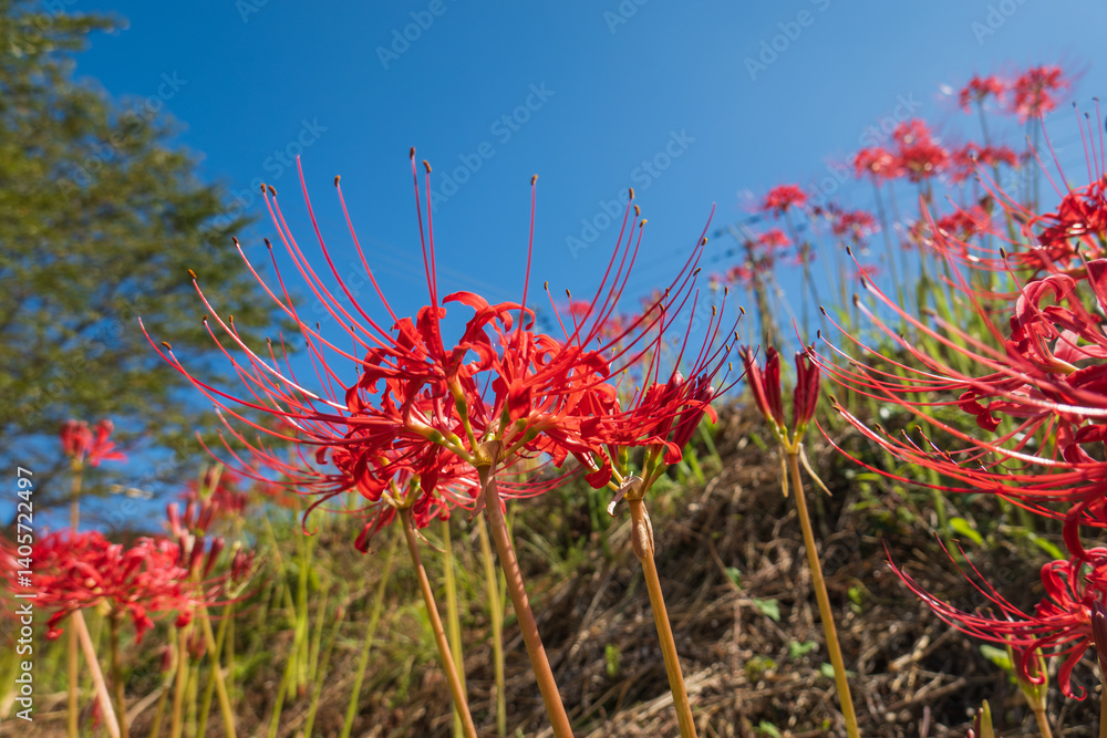 青空に映える彼岸花の群生