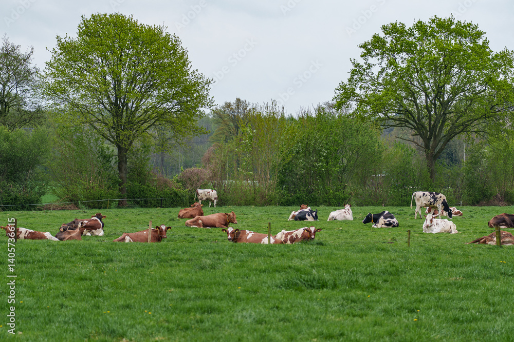 Frühlingserachen im Münsterland